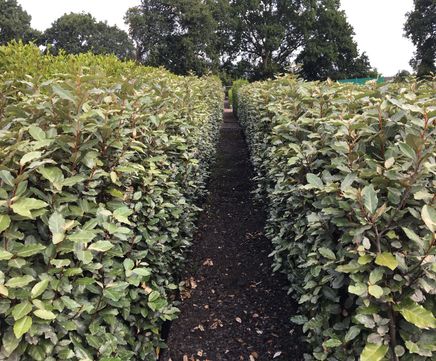 Elaeagnus Instant Hedge