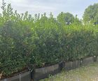 Blue Holly Practical Instant Hedge