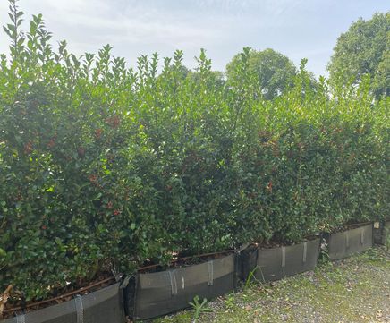 Blue Holly Practical Instant Hedge