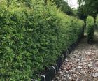 Hawthorn Instant Hedge