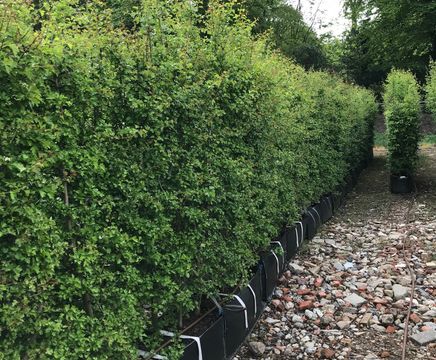 Hawthorn Instant Hedge
