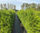 Thuja Occidentalis Instant Hedge