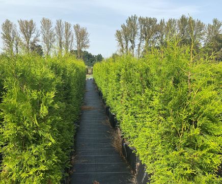 Thuja Occidentalis Instant Hedge