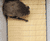 ACO Bat Box 2