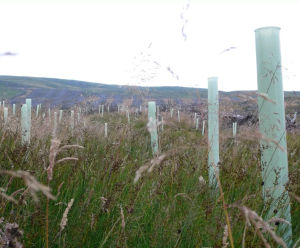 Tubex Combitube - plastic tree shelter for exposed sites