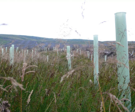 Tubex Combitube - plastic tree shelter for exposed sites