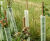 Tubex Easywrap - recycled plastic tree wrap for easy installation 0