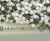 Tubex Easywrap - recycled plastic tree wrap for easy installation 4