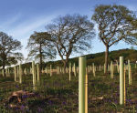 Tubex Standard Tree Shelter - recycled plastic tree protection tube