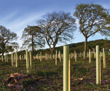 Tubex Standard Tree Shelter - recycled plastic tree protection tube