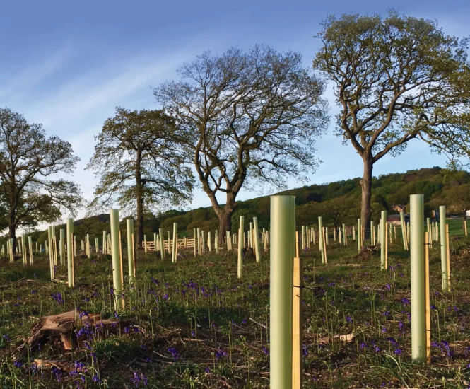 Tubex Standard Tree Shelter - recycled plastic tree protection tube | Tubex