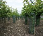 Treeguard Mesh Rolls - recycled plastic mesh for tree & shrub protection