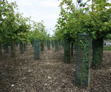 Treeguard Mesh Rolls - recycled plastic mesh for tree & shrub protection