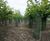 Treeguard Mesh Rolls - recycled plastic mesh for tree & shrub protection 0
