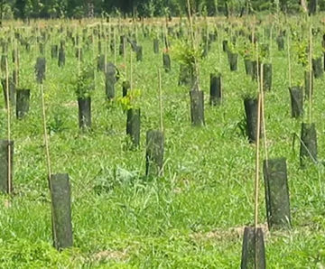 Tubex Sentree Treeguard - recycled plastic mesh roll for tree protection
