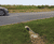 ACO KerbDrain and SuDS swale inlets for A12 bypass road 0
