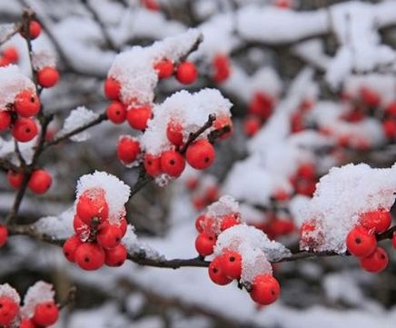  Amberol's autumn / winter photo competition is now open
