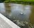 Mirror pools and natural, oval pond created at Fujifilm House 2