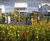 Discover KORE - a revolutionary reimagining of the MUGA 0