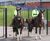 Roma-4HS high security fencing, Hampden Park Stadium 5