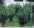 Genoa steel fencing 1