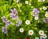 Enhancing biodiversity with wildflower habitats at Golf Club - on this page