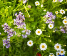 Enhancing biodiversity with wildflower habitats at Golf Club