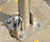 Fold Down Stainless Steel Post 1