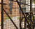 Premier Cycle Security Cage 2