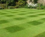 Designer Prizelawn grass seed mix for lawns and landscapes