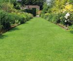 Designer Suburban multi-purpose grass seed mixture