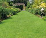 Designer Suburban multi-purpose grass seed mixture - on this page