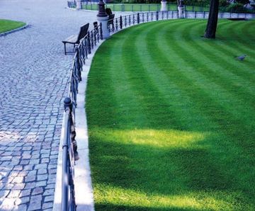 Designer Utility grass seed mix for landscaping and quality lawns