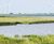 Designer Reclamation low-maintenance grass seed mixture 0