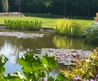 High-quality aquatic plants