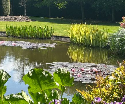 High-quality aquatic plants