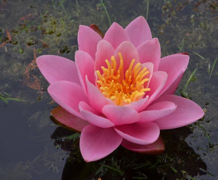 Ornamental water lilies