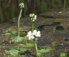 Oxygenating aquatic plants