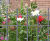 Bellevue Colonies, Edinburgh – contemporary railing fence 8