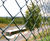 Chain-link fencing 0