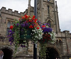 Cup & Saucer self-watering hanging basket