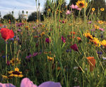 Wildflower hydroseeding