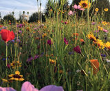 Wildflower hydroseeding - on this page