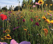 Wildflower hydroseeding