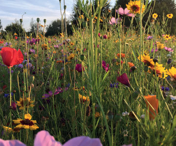 Wildflower hydroseeding