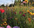 Wildflower hydroseeding 0