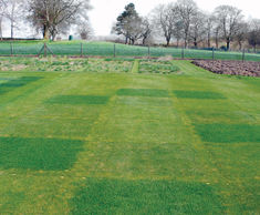 Reduce inputs, not quality, with Microclover® from DLF