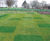 Reduce inputs, not quality, with Microclover® from DLF 0