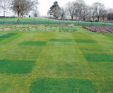 Microclover® nitrogen-fixer for sustainable turf management - on this page