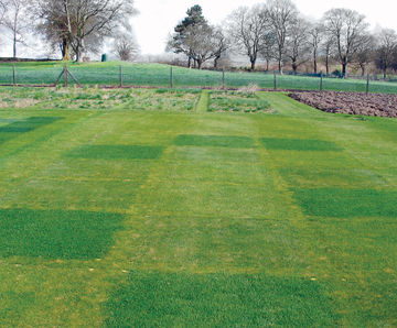 Microclover® nitrogen-fixer for sustainable turf management